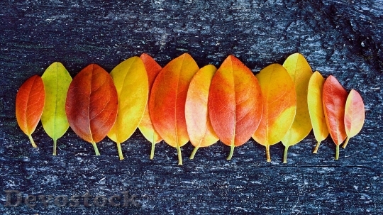 Devostock Fall Autumn Leaves Colors 0