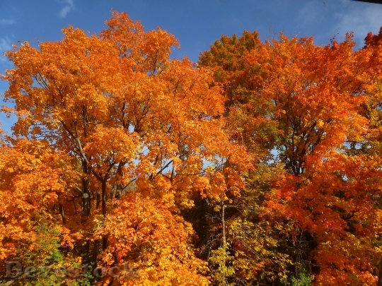 Devostock Fall Autumn Leaves Colors