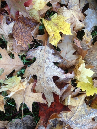 Devostock Fall Autumn Leaves Frost
