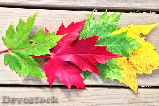 Devostock Fall Autumn Leaves Leaf