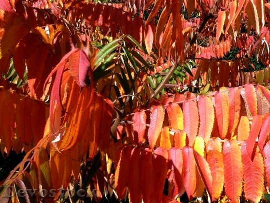 Devostock Fall Autumn Leaves Red