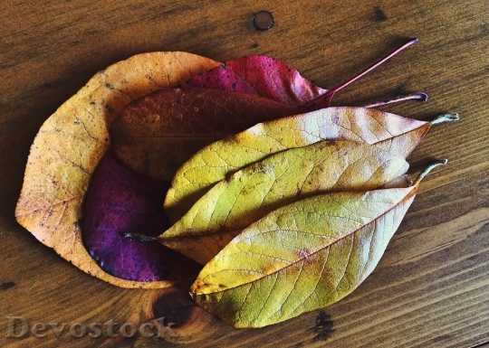 Devostock Fall Autumn Leaves Season 0