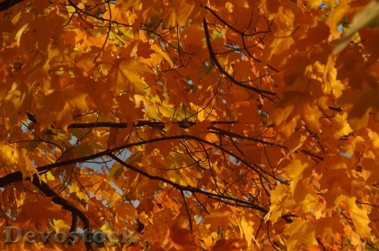 Devostock Fall Color Autumn Leaf
