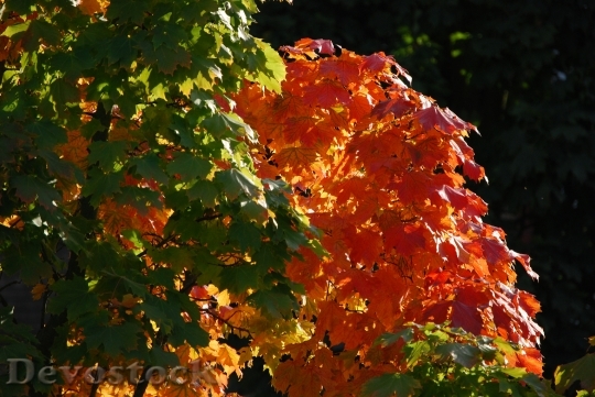 Devostock Fall Color Fall Foliage 0