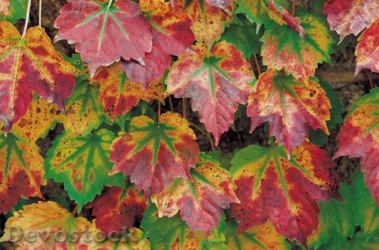 Devostock Fall Colored Foilage Leaves 0