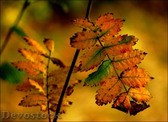 Devostock Fall Foliage Autumn Colours 0