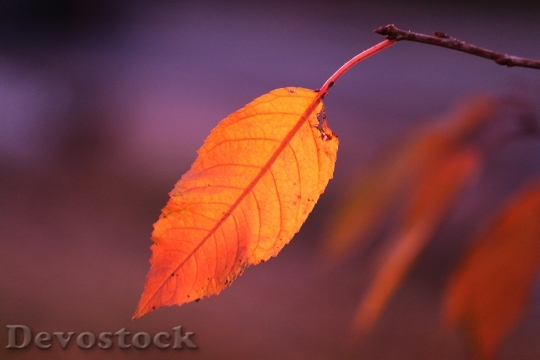 Devostock Fall Foliage Autumn Colours