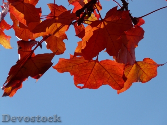 Devostock Fall Foliage Autumn Maple 1