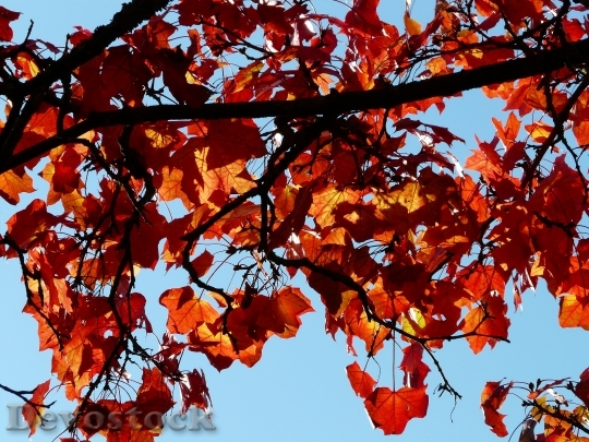 Devostock Fall Foliage Contrast Color