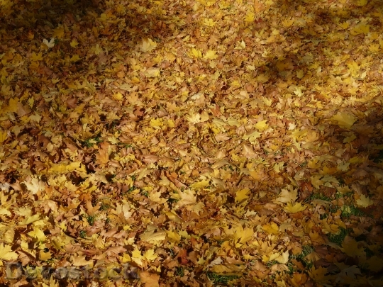 Devostock Fall Foliage Fallen Covered