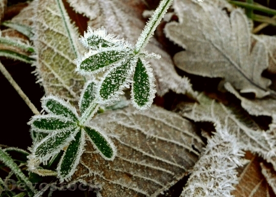 Devostock Fall Foliage Frost Hoarfrost