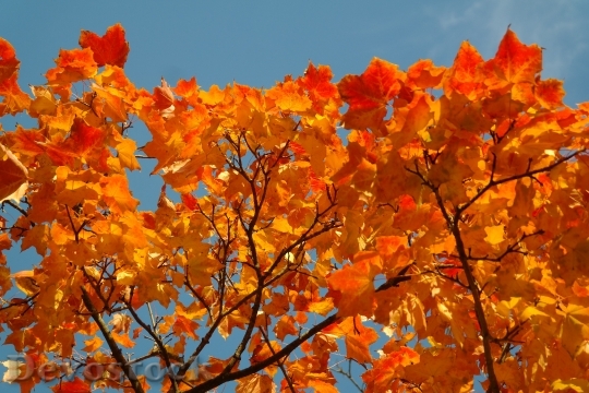 Devostock Fall Foliage Leaves Autumn