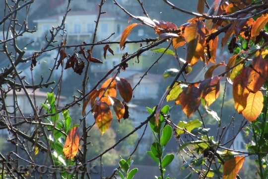 Devostock Fall Foliage Leaves Branches
