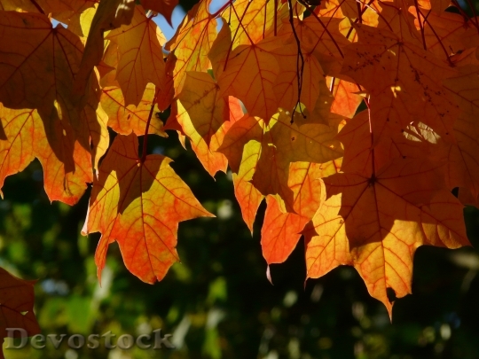 Devostock Fall Foliage Leaves Depend
