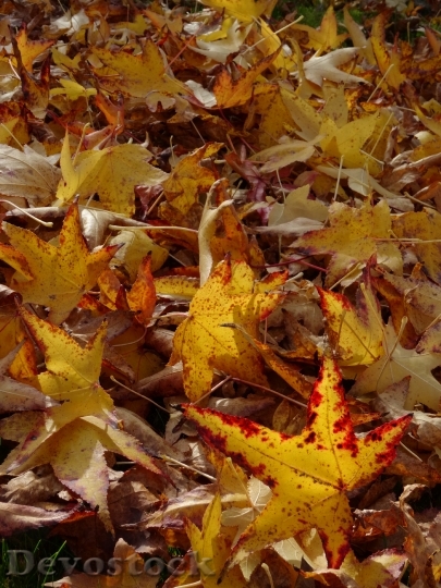 Devostock Fall Foliage Leaves Yellow 0
