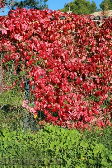 Devostock Fall Foliage Nature Leaves