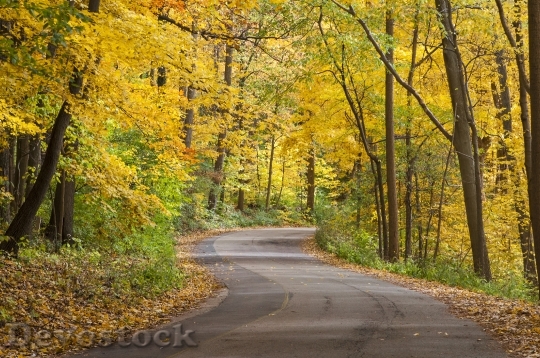 Devostock Fall Golden Leaves Journey