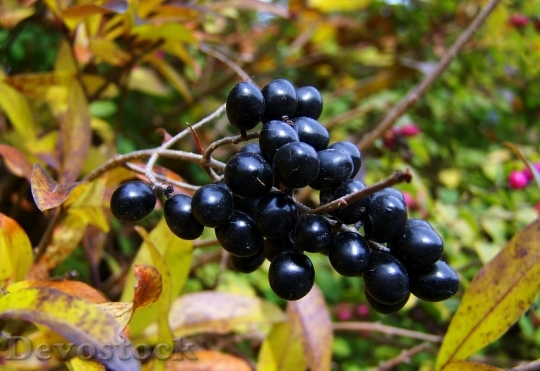 Devostock Fall Harvest Black Berries