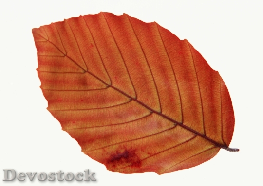 Devostock Fall Leaf Isolated