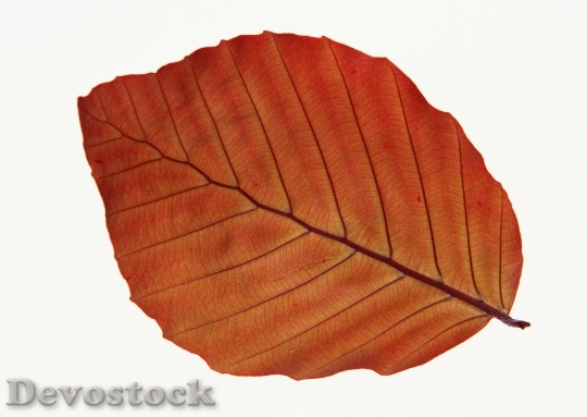 Devostock Fall Leaf Isolated On 2