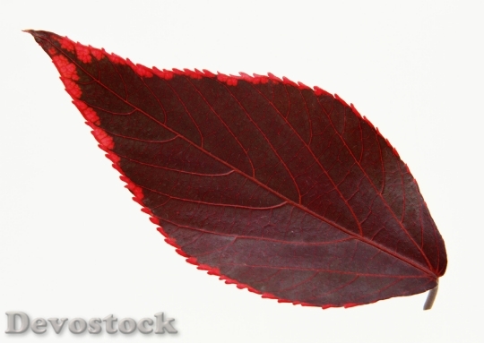 Devostock Fall Leaf Isolated On