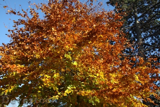Devostock Fall Leaves Autumn Leaves