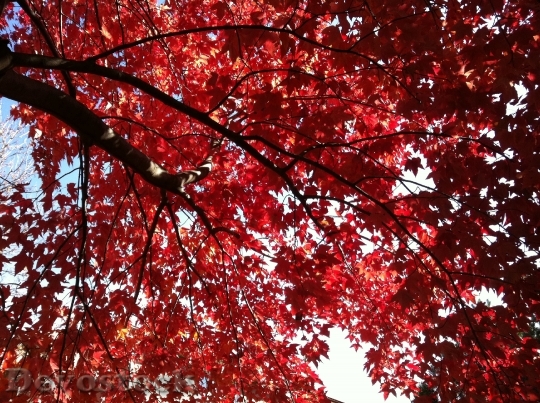 Devostock Fall Leaves Autumn Nature