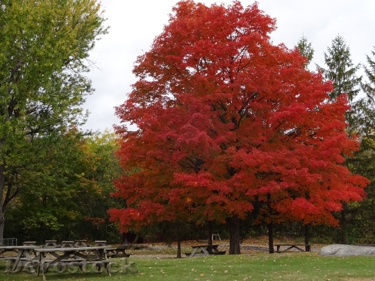Devostock Fall Leaves Autumn Seasonal 0