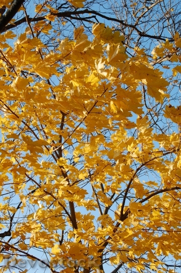 Devostock Fall Leaves Autumn Seasonal 2