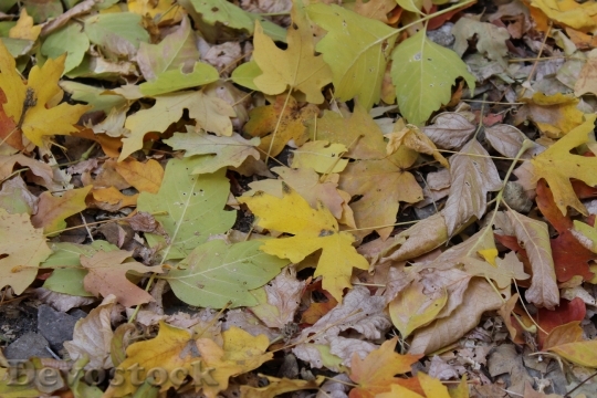 Devostock Fall Leaves Fall Leaves