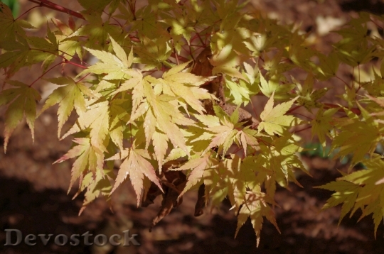 Devostock Fall Leaves Gold Autumn 7