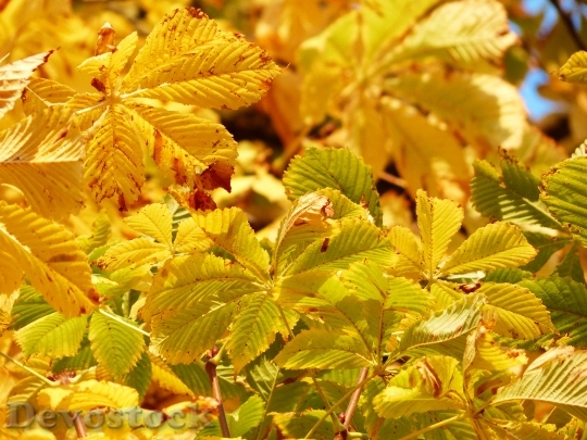 Devostock Fall Leaves Golden Rays
