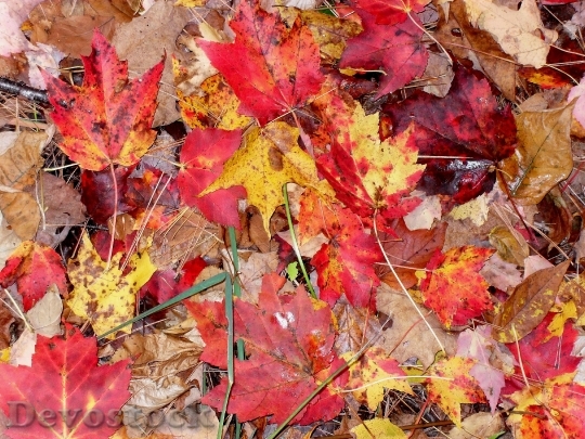 Devostock Fall Leaves Moist Autumn 0