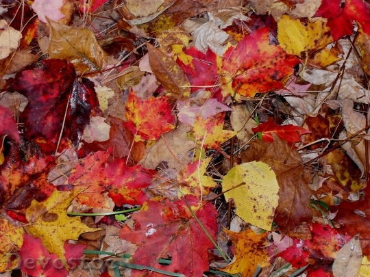 Devostock Fall Leaves Moist Autumn