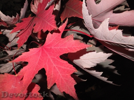 Devostock Fall Leaves Red Leaf 0