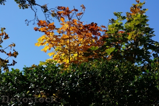 Devostock Fall Leaves Seasons Autumn