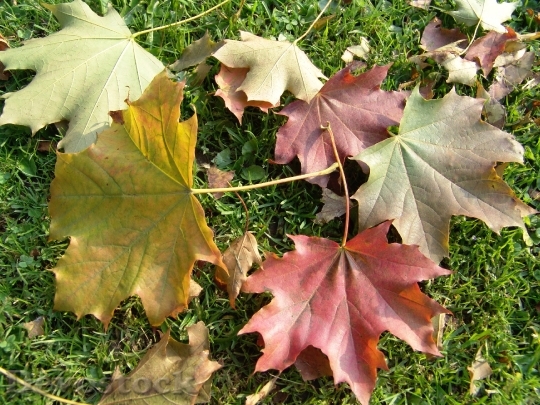 Devostock Fall Leaves Soil Autumn