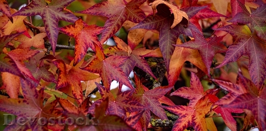 Devostock Fall Leaves Sweetgum Autumn