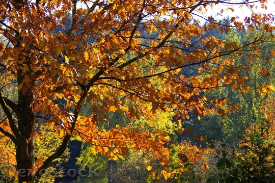Devostock Fall Leaves Trees Autumn