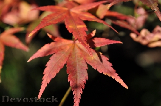 Devostock Fall Roux Autumn Leaves