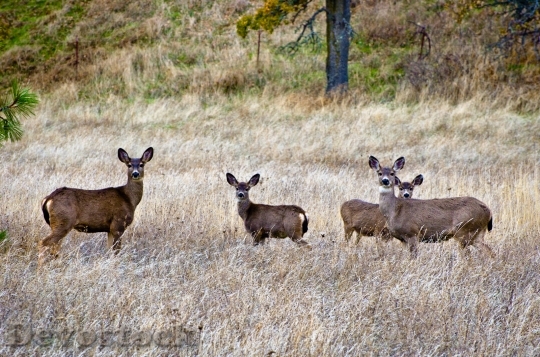 Devostock Family Deer Columbia River