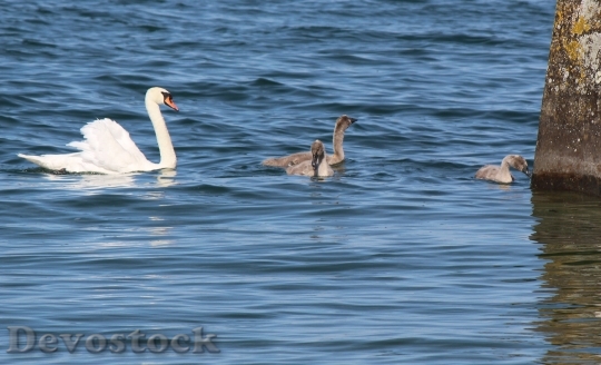 Devostock Family Swans Mother Young
