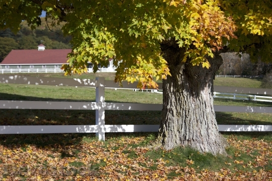 Devostock Farm Fence Tree Autumn
