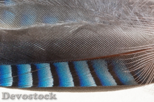 Devostock Feather Jay Garrulus Glandarius