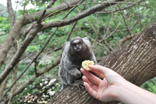 Devostock Feeding Animals Monkey Eating