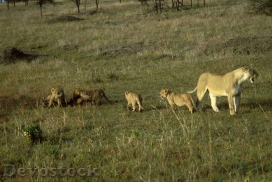 Devostock Female Lion With Cubs