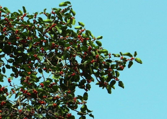 Devostock Ficus Fig Ficus Benghalensis