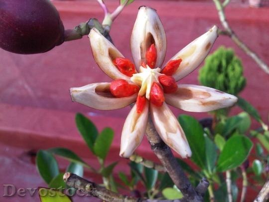 Devostock Ficus Fruit Star Open