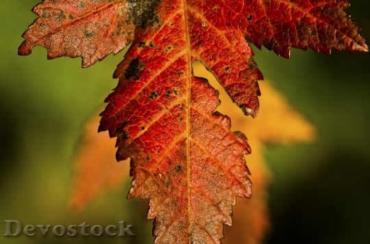 Devostock Field Maple Leaves Autumn