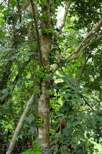 Devostock Fig Tree